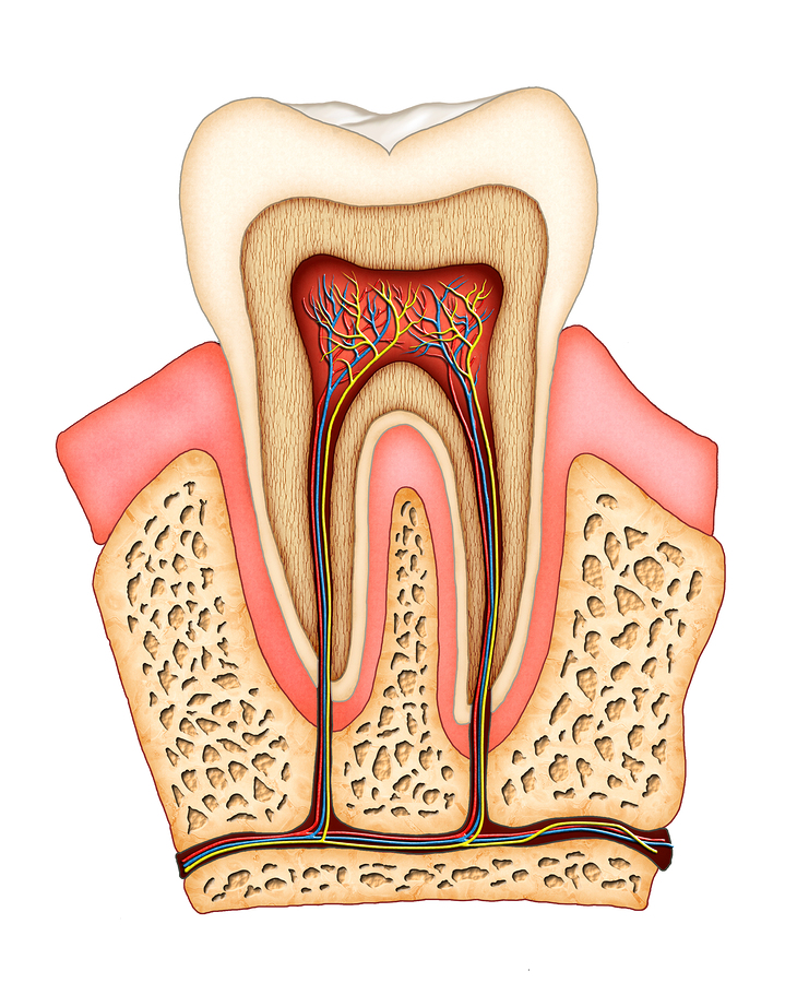 Root Canal Jamestown